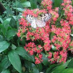 More From The Butterfly Exhibit