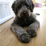 Introducing Rudy The Labradoodle