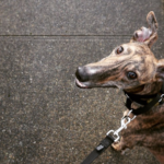 Greyhound Rescued