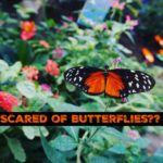 Scared Of Butterflies