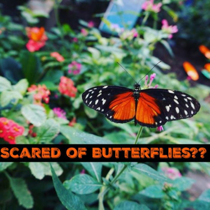 scared-of-butterflies3