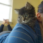 A Foster Kitten Update