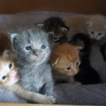 Writer’s Workshop: We Have Kittens!