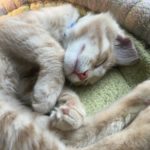 Writer’s Workshop: Why I Can’t Adopt My Foster Kittens