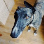 A Final Goodbye to Roman the Greyhound